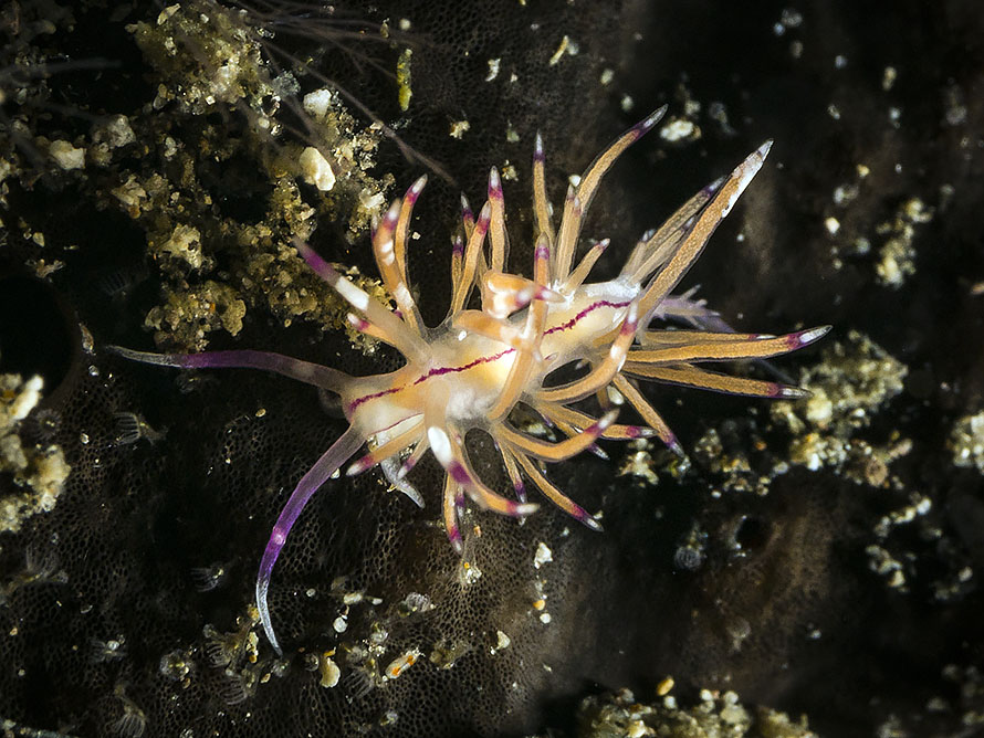 Unidentia sp. C